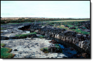 Metula