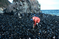 Exxon Valdez