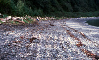 Exxon Valdez
