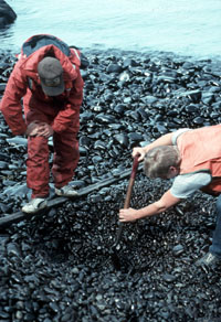 Exxon Valdez