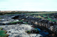 Metula marsh