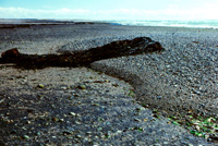 Metula pavement